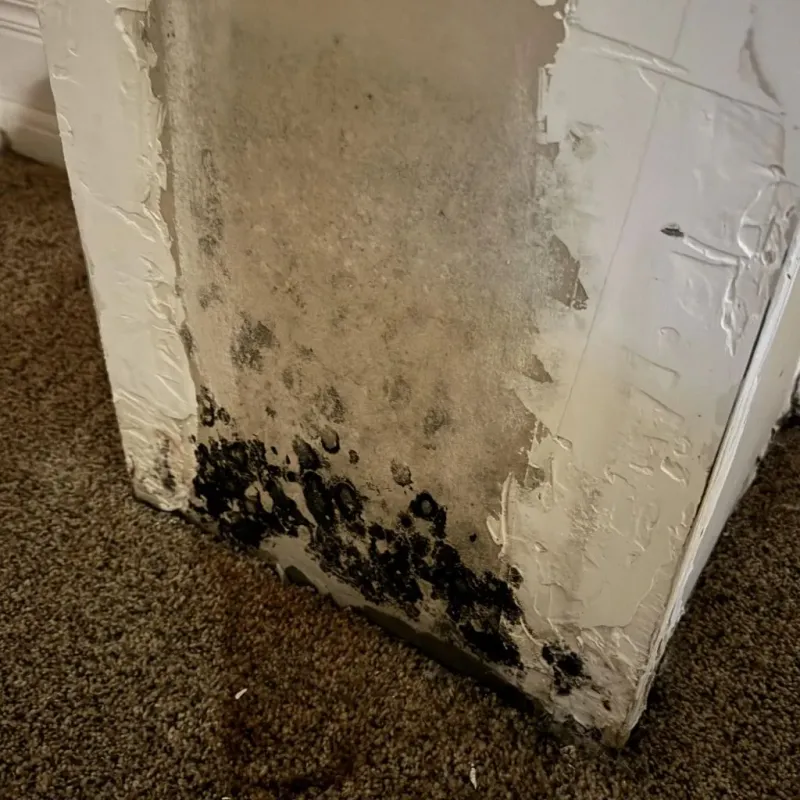 Professional Mold Removal in Lincoln, IL
